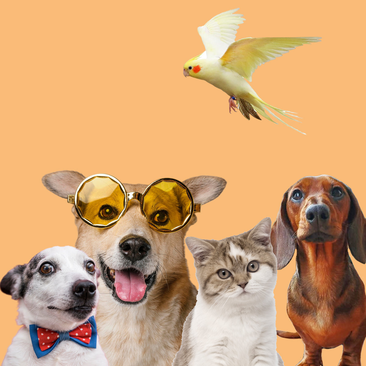 best personalized gifts with your pets, Personalized Photo Gifts and Books with PETS